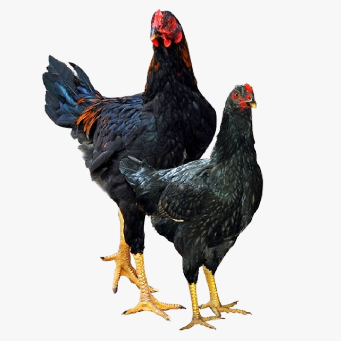 Gà Lai Chọi Dabaco