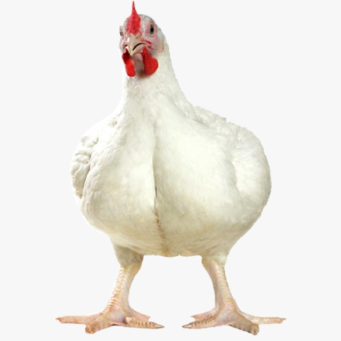 Gà Công Nghiệp JAPFA 202